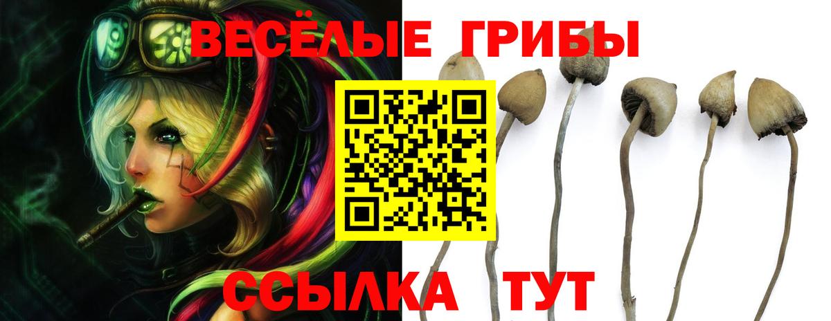 Галлюциногенные грибы Magic Shrooms  Галлюциногенные грибы GOLDEN TEACHER  цены   Прокопьевск  Вход с VPN 